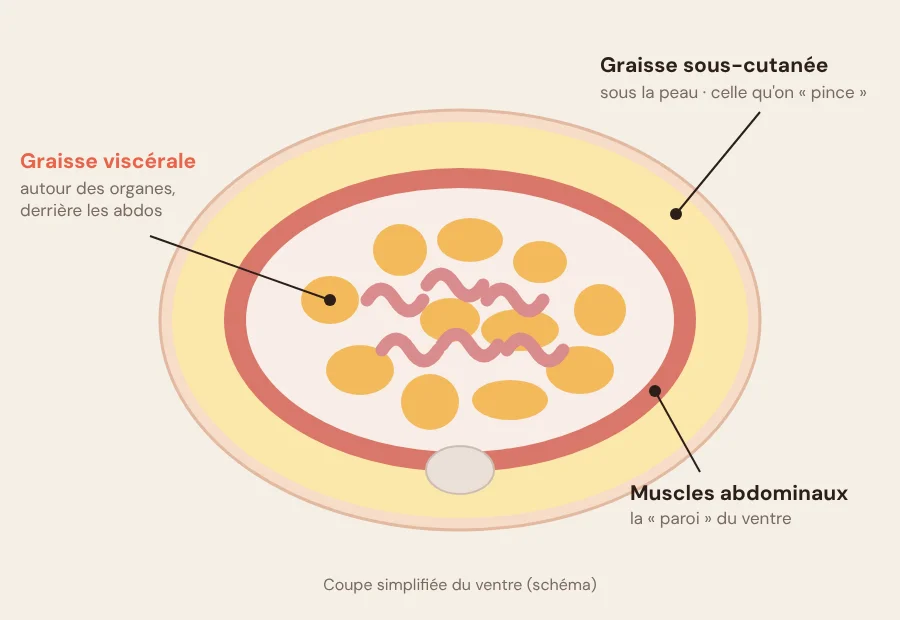Schéma d'une coupe du ventre : graisse sous-cutanée sous la peau, muscles abdominaux, graisse viscérale autour des organes