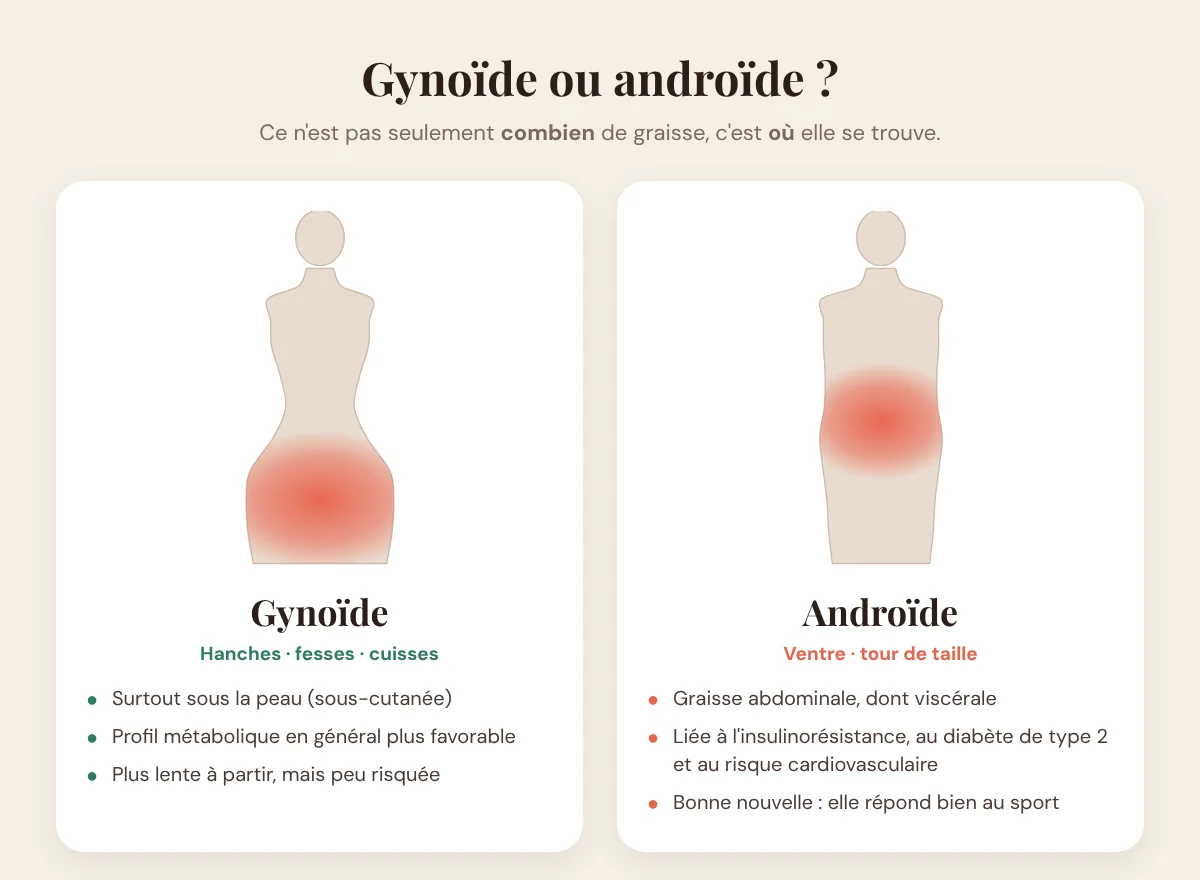 Comparaison du profil gynoïde (hanches, fesses, cuisses) et du profil androïde (ventre, tour de taille)